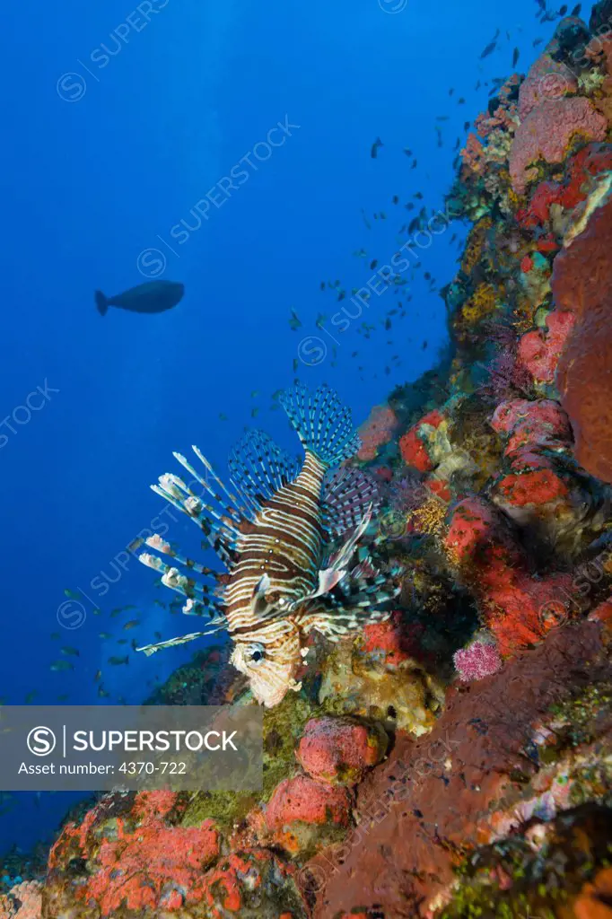 Indonesia, Komodo,  Lionfish (Pterois volitans)