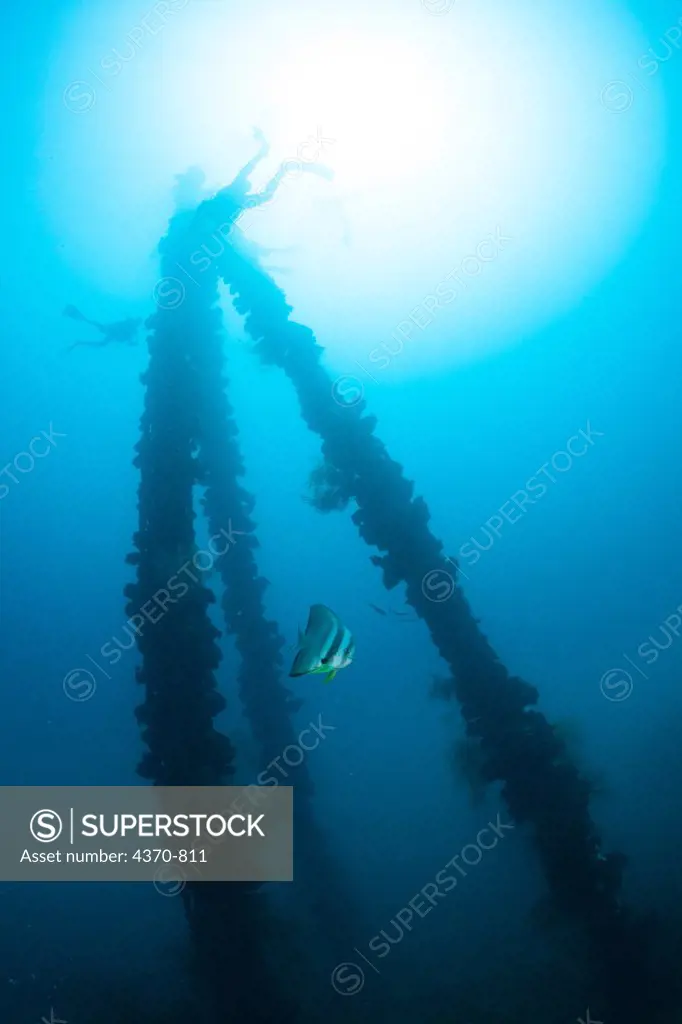 Micronesia, Palau, Scuba Divers near mast head of Iro Maru WWII Wreck covered in healthy coral and surrounded by marine life