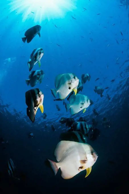 Schooling Batfish in the Maldives