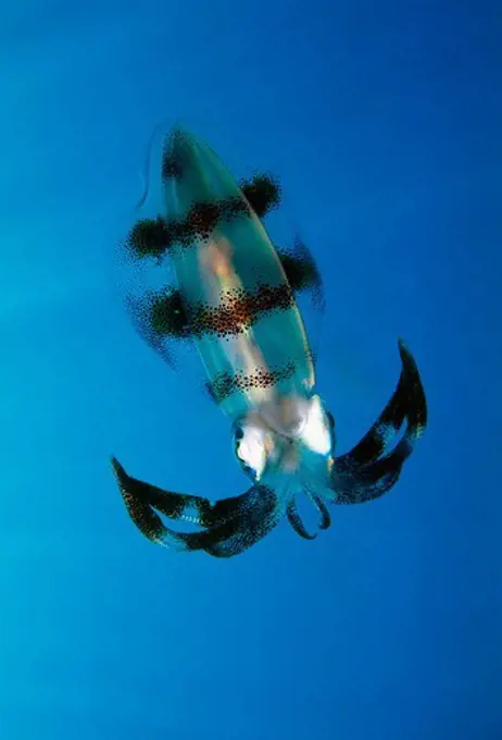 Bigfin Reef Squid in Papua New Guinea