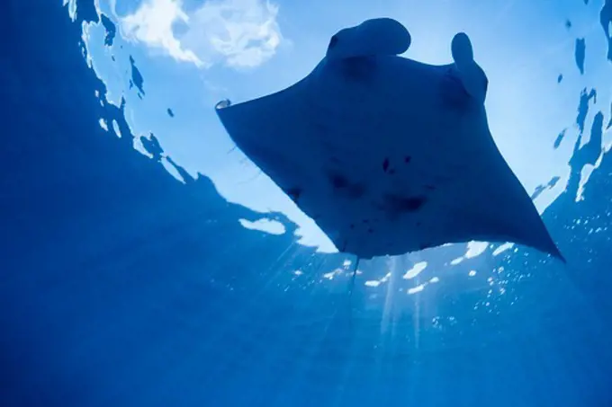 Giant Manta