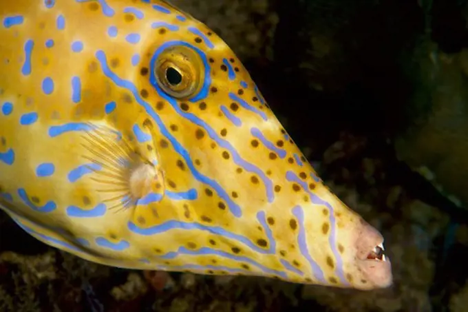 Scrawled Filefish