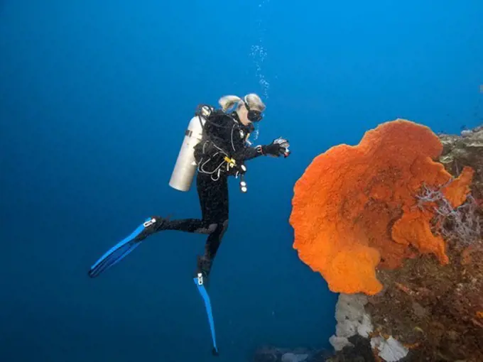 Diver and Sponge