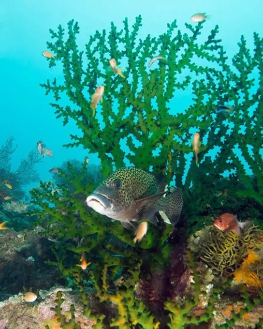 Harlequin Sweetlips in Coral Reef