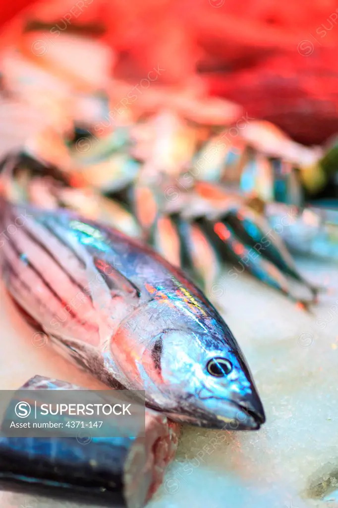 Tuna, Papeete Public Market, Tahiti Nui, Society Islands, French Polynesia, South Pacific