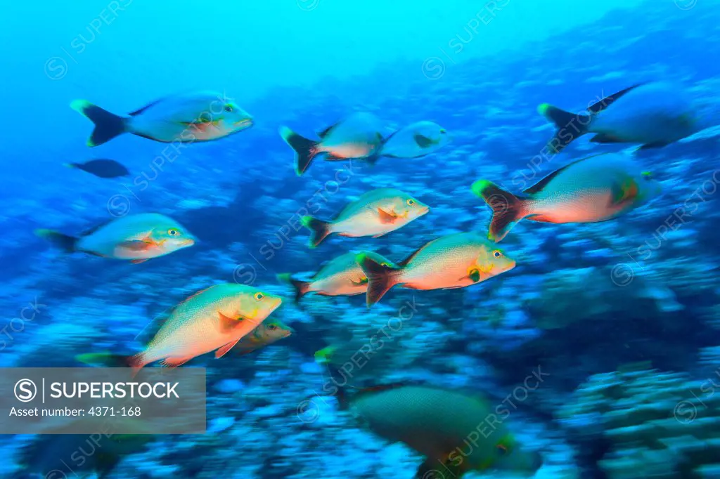 Red Snapper (Myripristis amaena), Moorea Island, French Polynesia, South Pacific