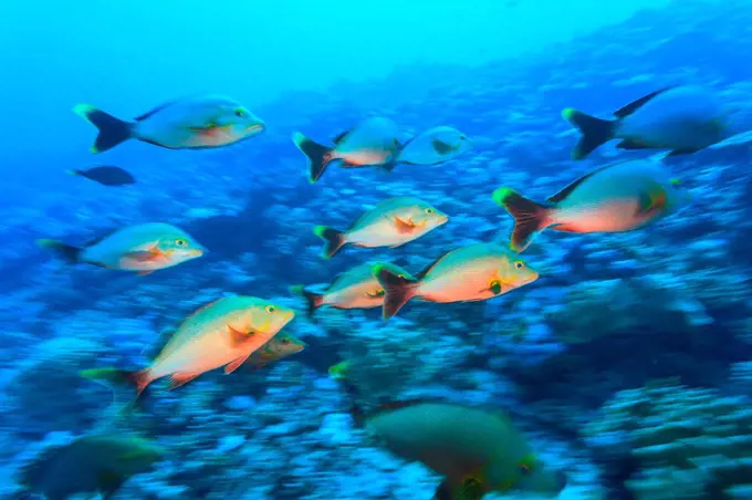 Red Snapper (Myripristis amaena), Moorea Island, French Polynesia, South Pacific