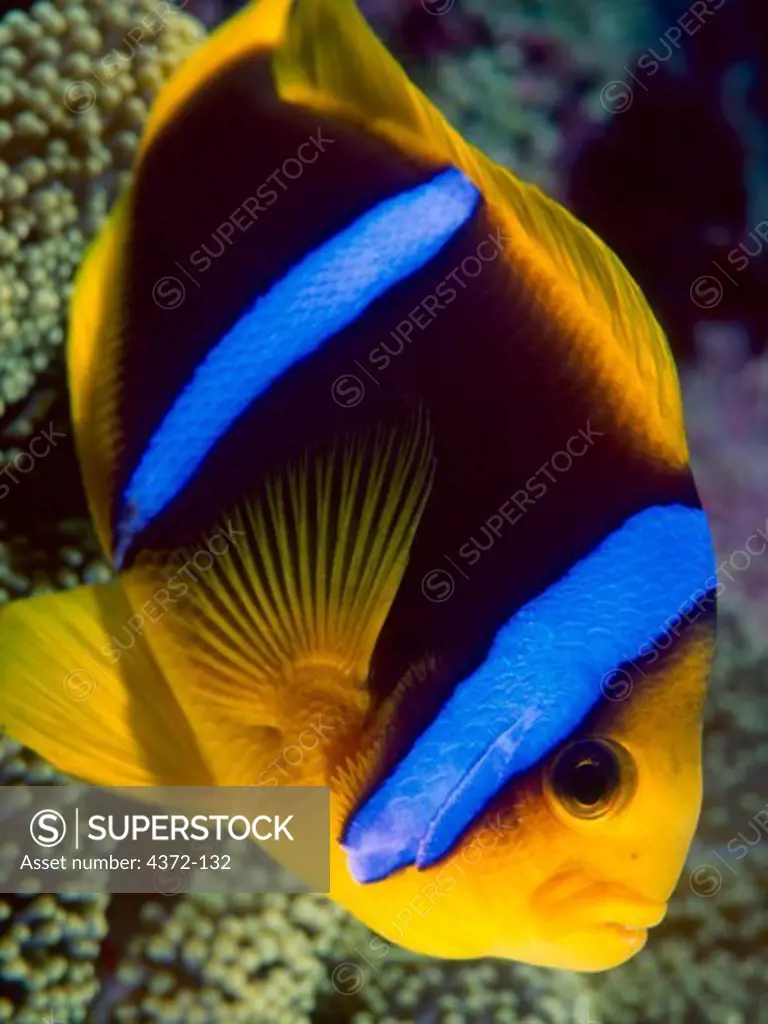 Anemonefish Near its Sea Anemone