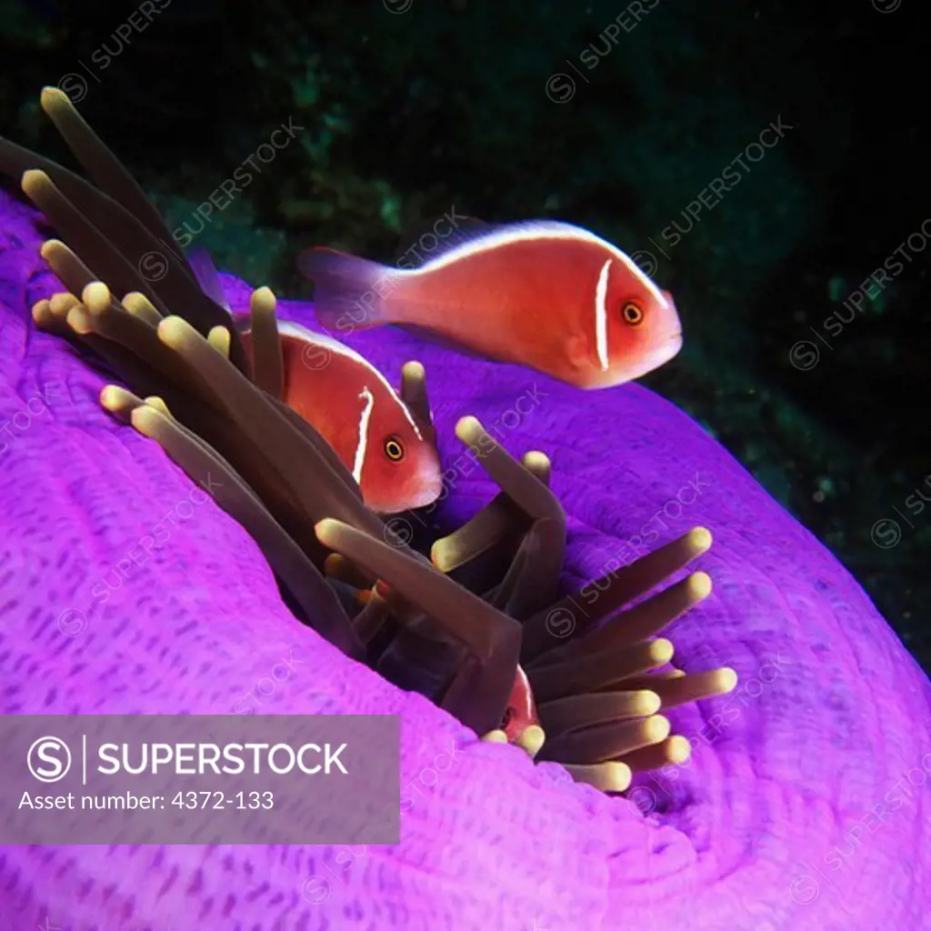 Anemonefish in Sea Anemone