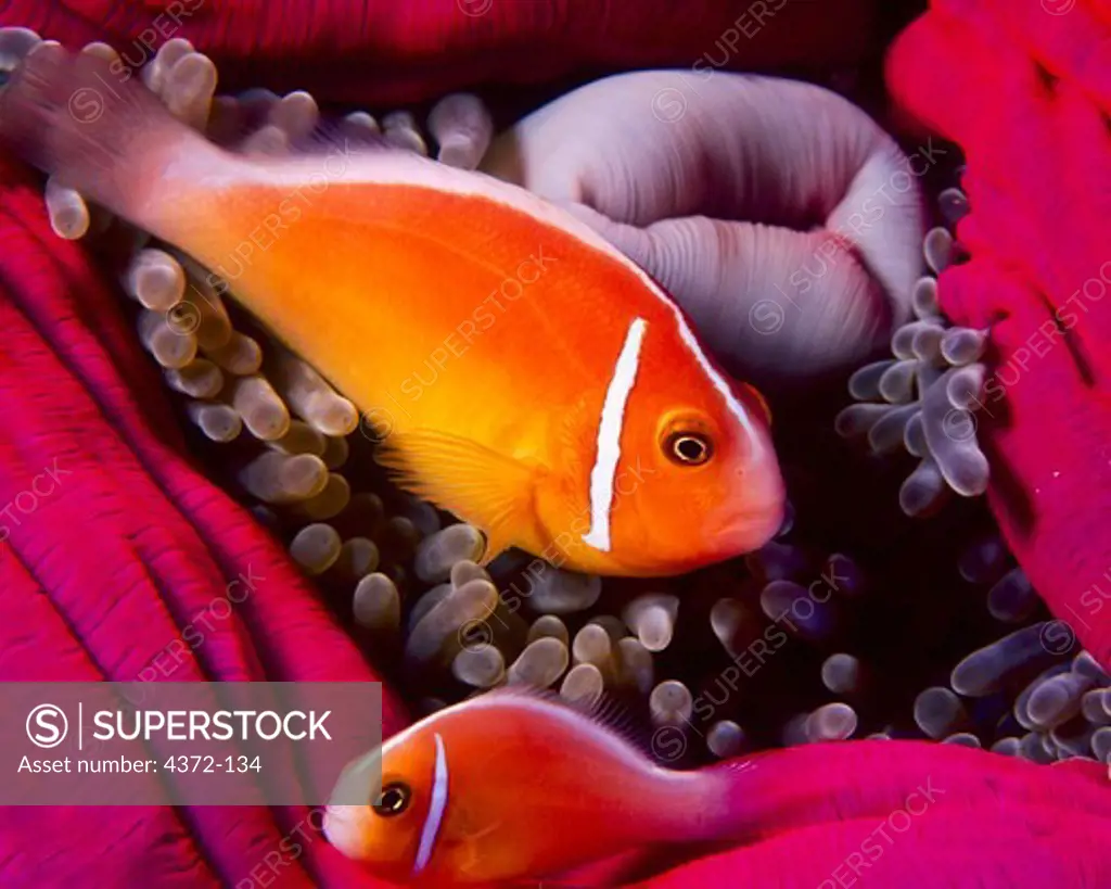 Anemonefish in Sea Anemone