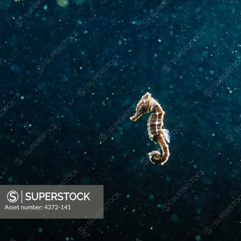 Baby Seahorse on His Own