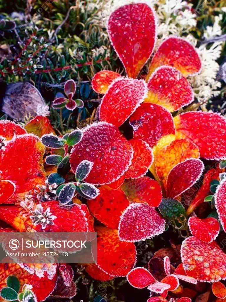 Frosted Tundra Flora in Vivid Color