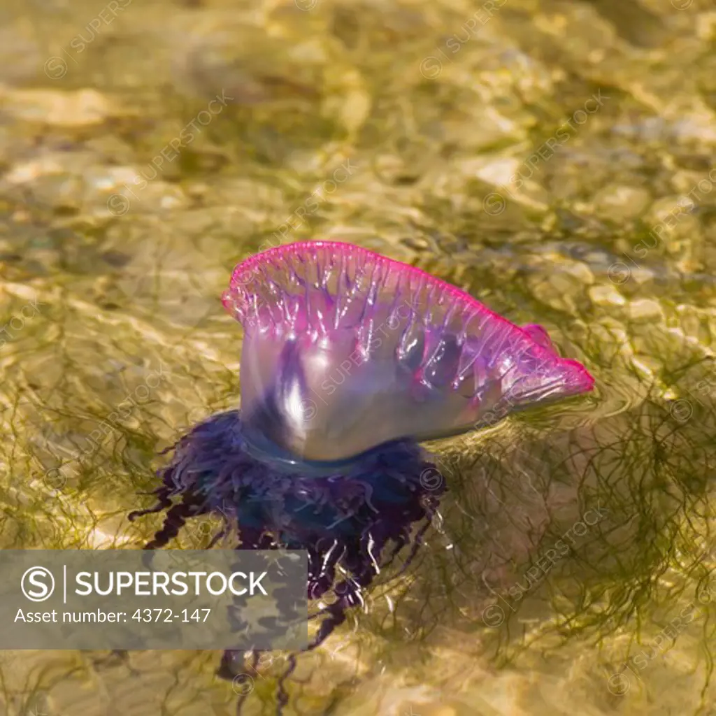 Portuguese Man O' War Jellyfish