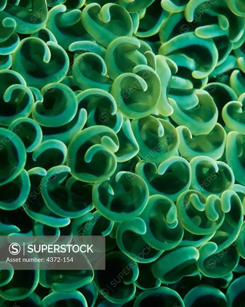 Close-Up of Green Hammer Coral Polyps