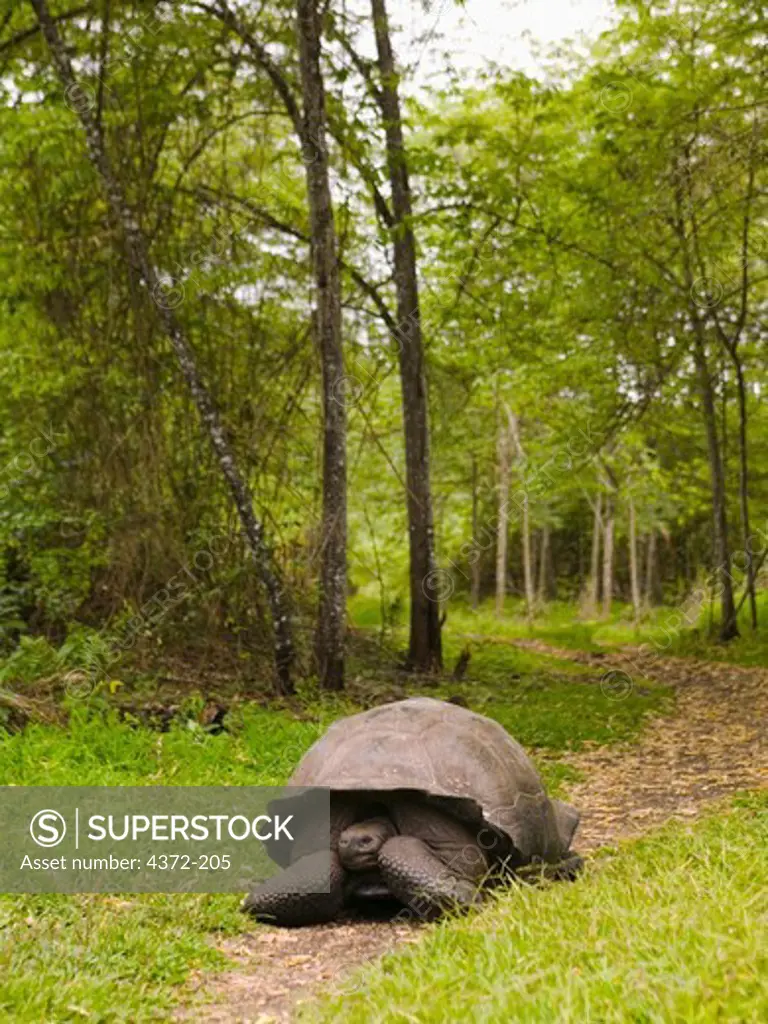 Giant Tortoise Rumbles Along a Well-Worn Path