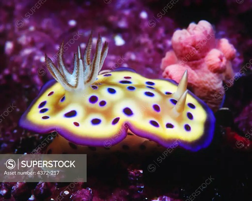 Flamboyant Chromodoris Nudibranch