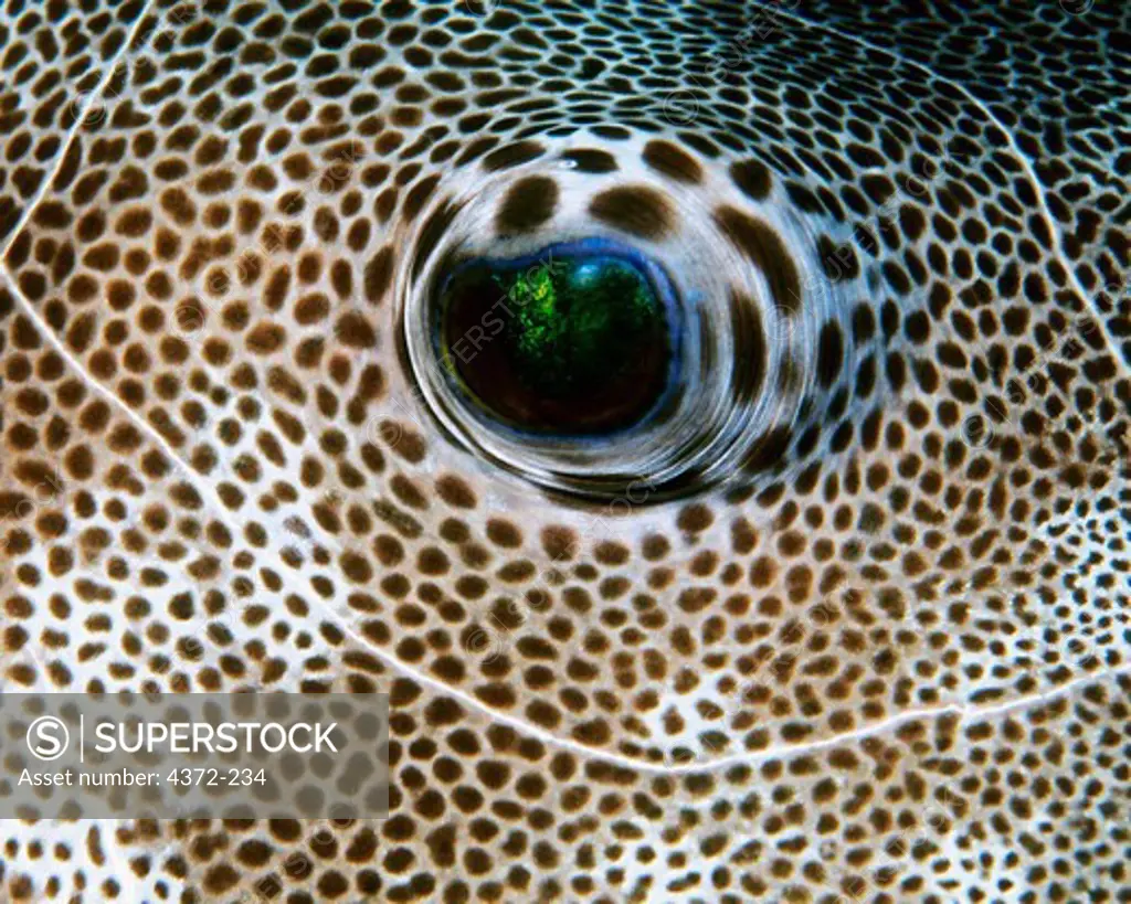 Close up of a Guineafowl Pufferfish Eye