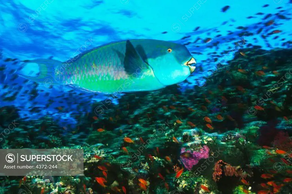 Steephead Parrotfish Swims Along a Coral Reef