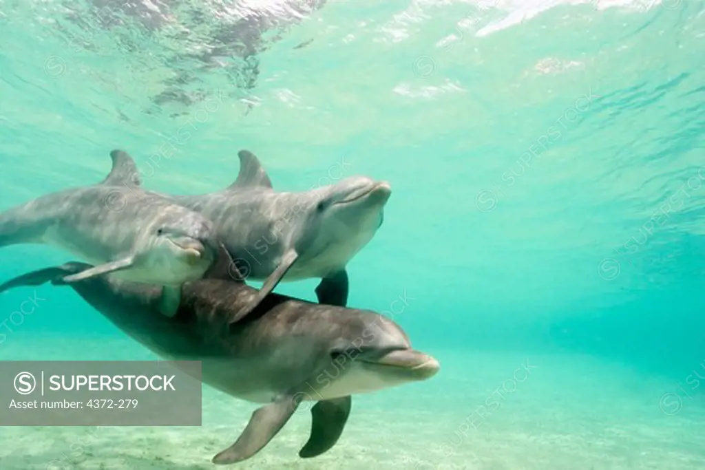 Dolphins Glide Near the Sea Floor