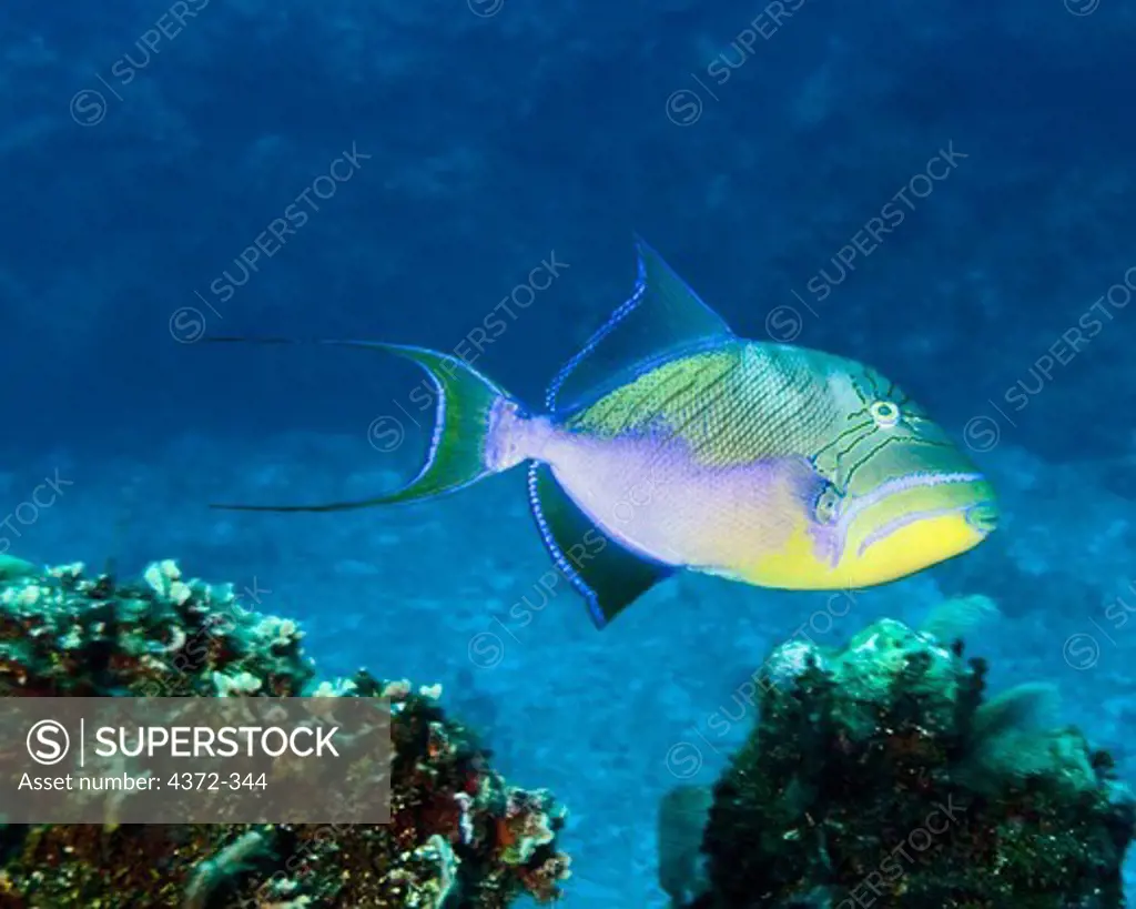 Queen Triggerfish