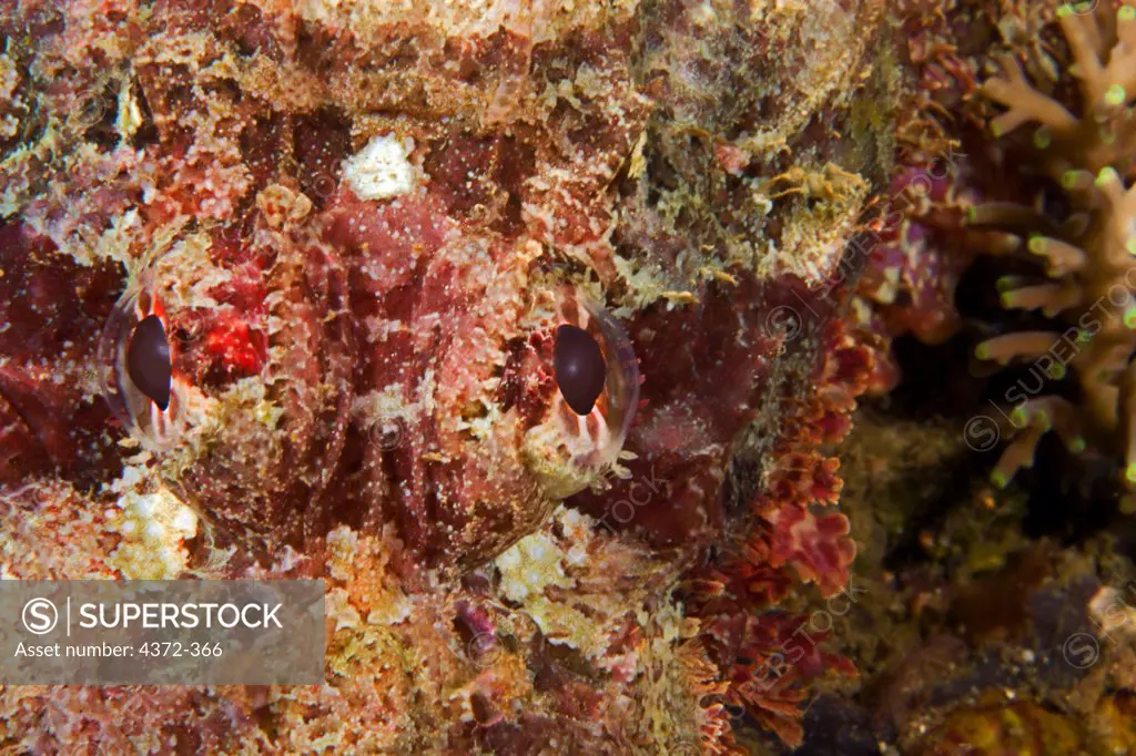 Face of a Scorpionfish