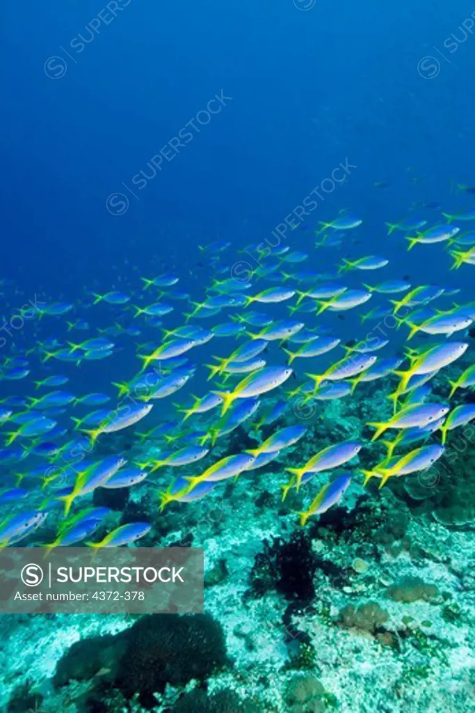 School of Blue-and-Gold Fusiliers