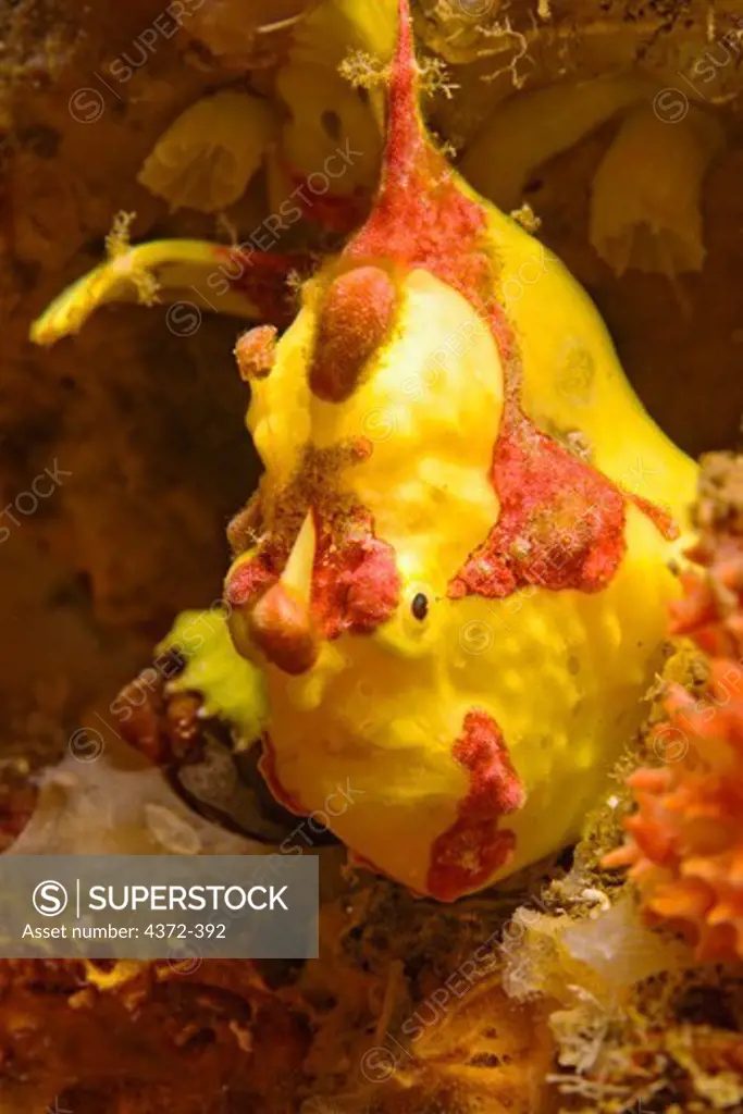 Painted Frogfish