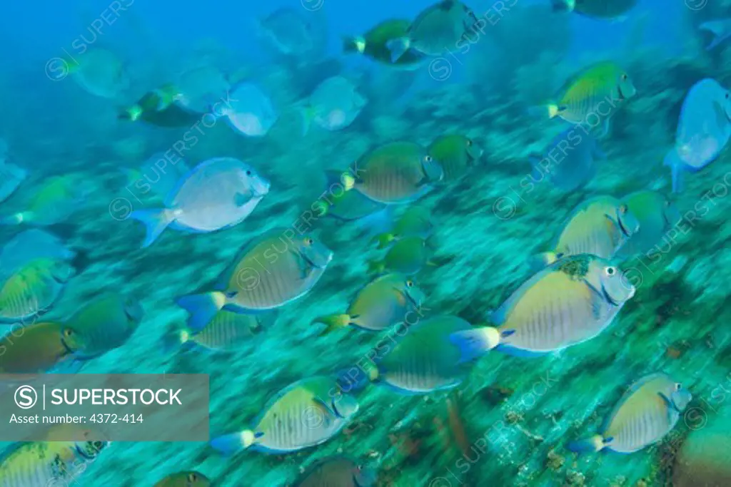 Ocean Surgeonfish