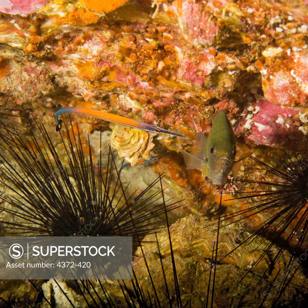 Pipefish Cleaning a Damsel Fish