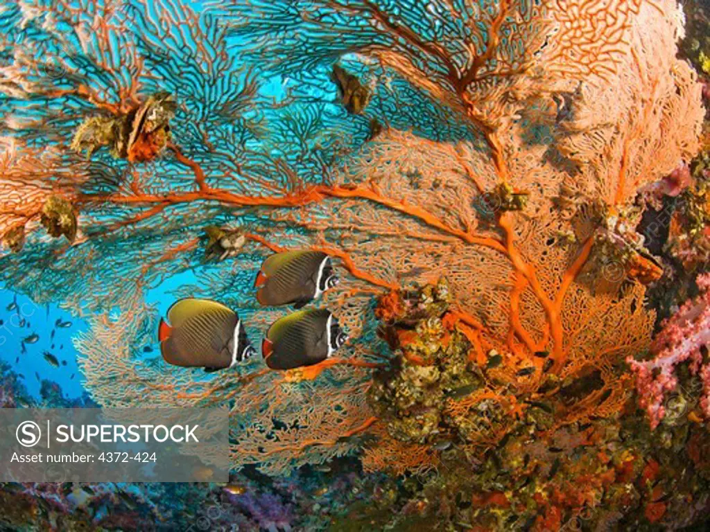 Collare Butterflyfish