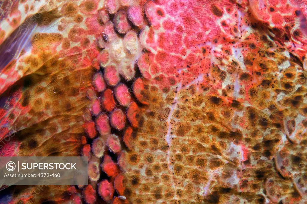 Closeup the scales of a red irish lord (Hemilepidotus hemiliepidotus) fish, Admiralty Island, Inside Passage, southeastern Alaska.