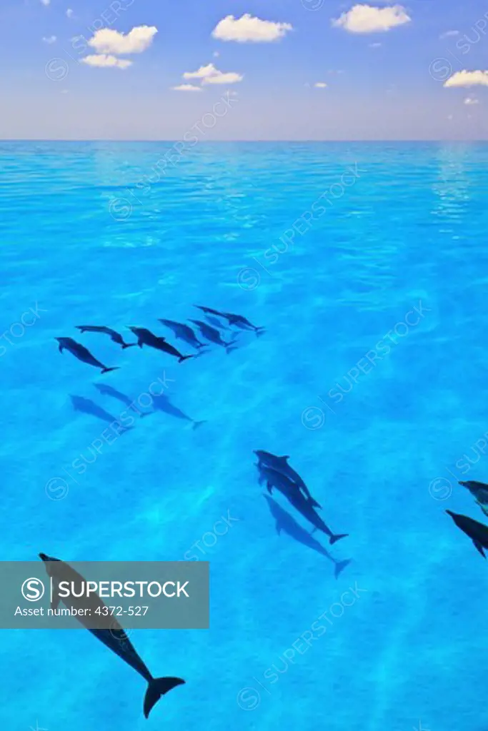 Atlantic Spotted Dolphins, Stenella frontalis, swimming toward the horizon.