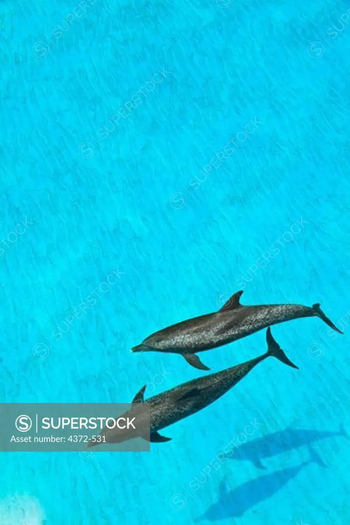 Atlantic Spotted Dolphins, Stenella frontalis.