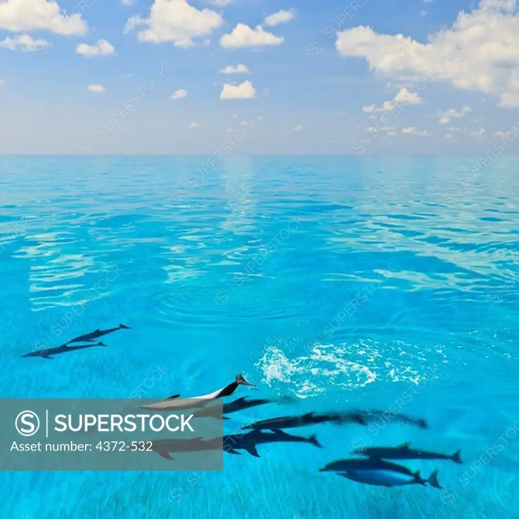 Atlantic Spotted Dolphins, Stenella frontalis, swimming. - SuperStock