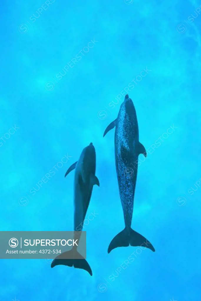 Atlantic Spotted Dolphins, Stenella frontalis.