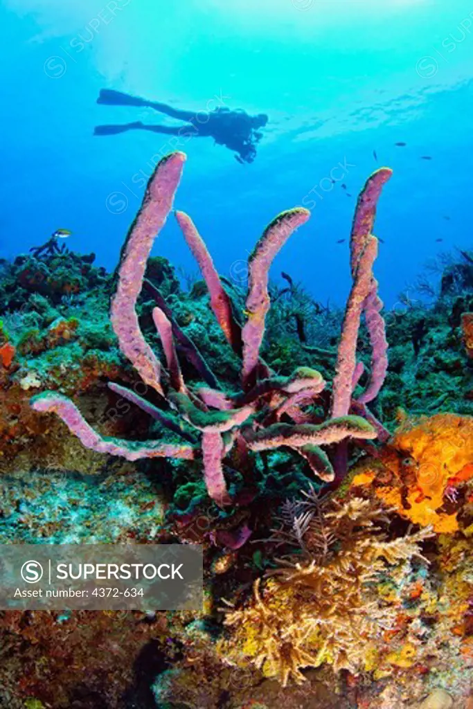 Rope Sponge, Aplysina cauliformis, with Diver.
