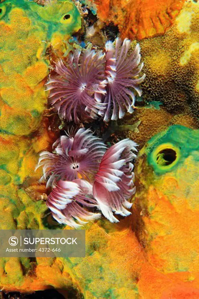 Social Feather Duster Worms, Bispira brunnea.