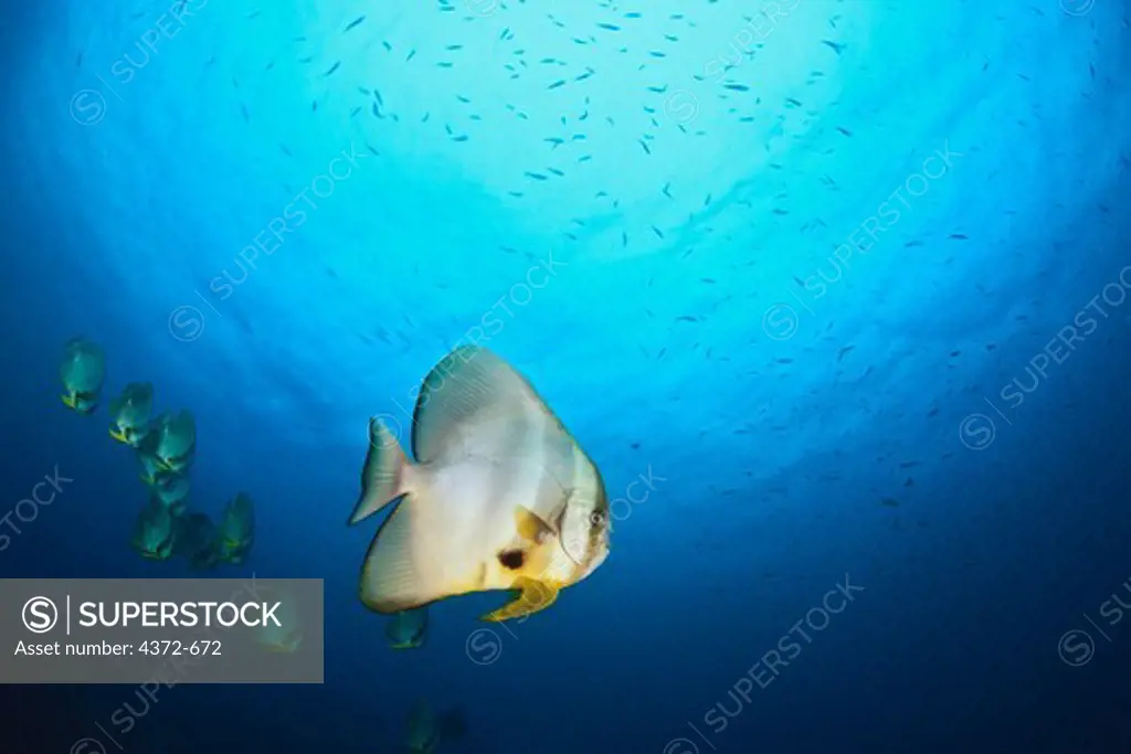 Orbicular Batfish, Platax orbicularis, swimming in the blue.