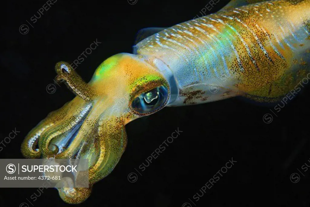 Bigfin Reef Squid, Sepioteuthis lessoniana, at night.