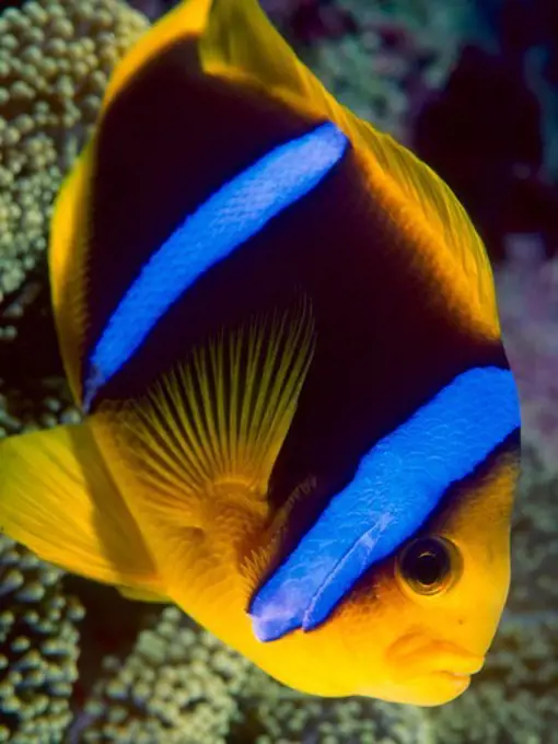 Anemonefish Near its Sea Anemone