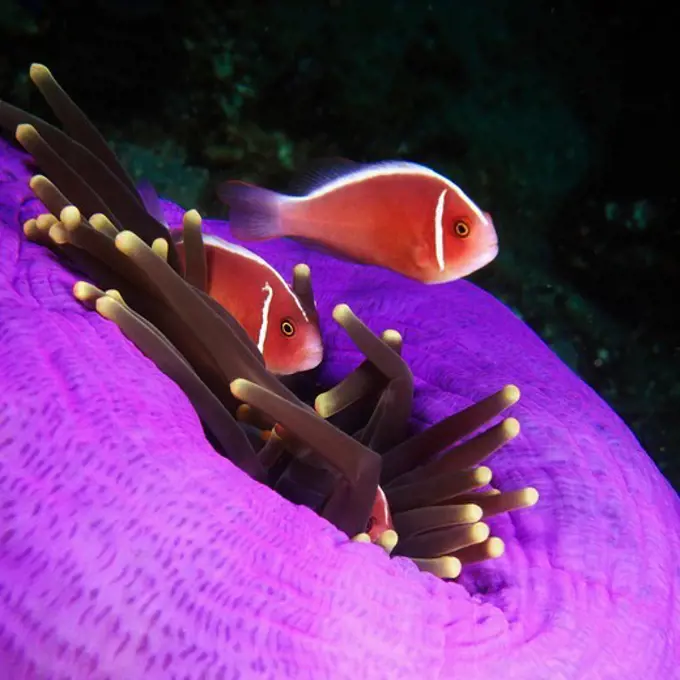 Anemonefish in Sea Anemone