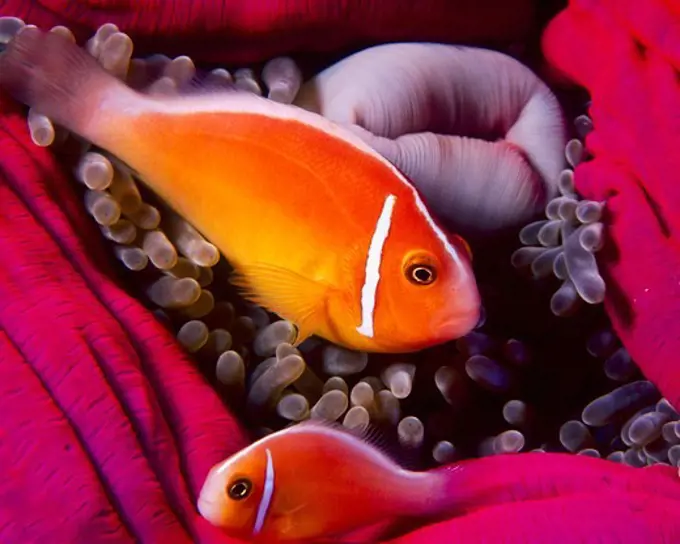 Anemonefish in Sea Anemone