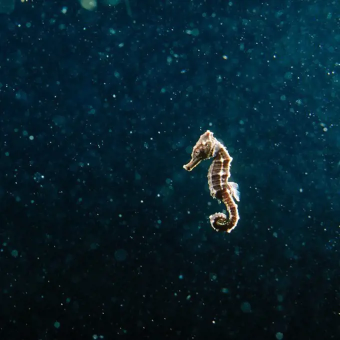 Baby Seahorse on His Own