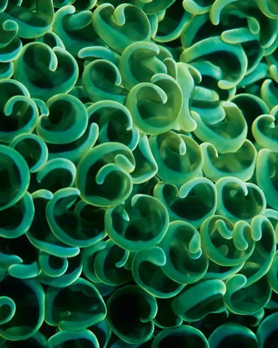 Close-Up of Green Hammer Coral Polyps