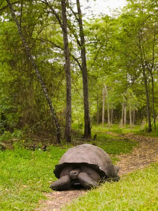 Giant Tortoise Rumbles Along a Well-Worn Path