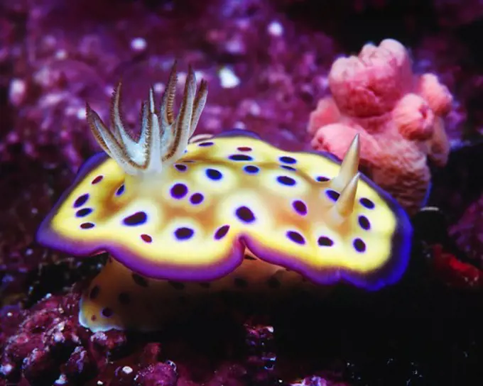 Flamboyant Chromodoris Nudibranch