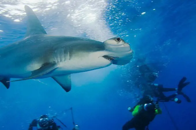 A Hammerhead Shark Attracts Some Attention