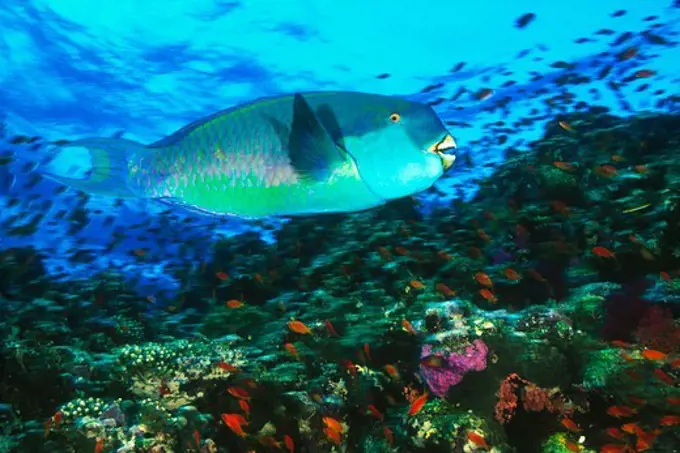 Steephead Parrotfish Swims Along a Coral Reef