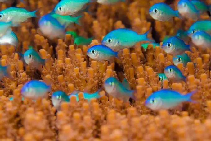 Sapphire Damselfish Peek Through Coral