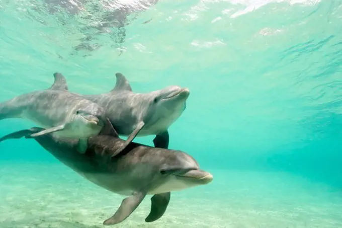 Dolphins Glide Near the Sea Floor